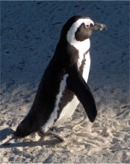 Afrikaanse pingu�n